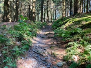 Blessberg Thüringer Wald